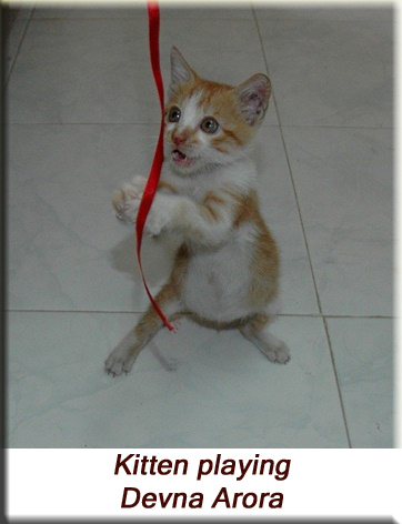 Devna Arora - Kitten playing